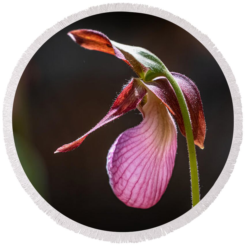 Flower Round Beach Towel featuring the photograph Lady's Slipper in the Sunlight by Linda Bonaccorsi