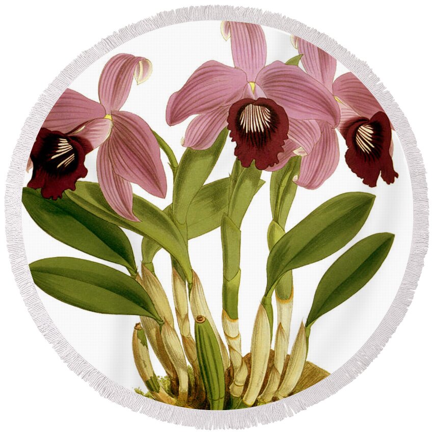 Orchid Round Beach Towel featuring the mixed media Laelia Dayana Orchid by John Nugent Fitch