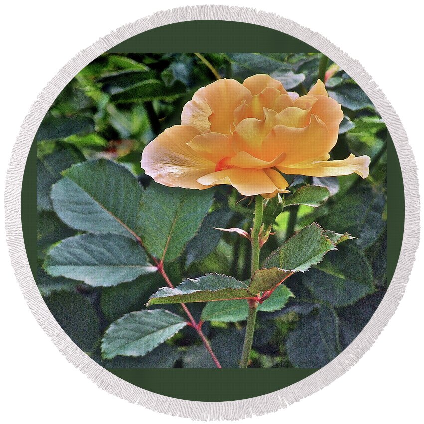 Rose Round Beach Towel featuring the photograph Late Summer Yellow Rose by Janis Senungetuk