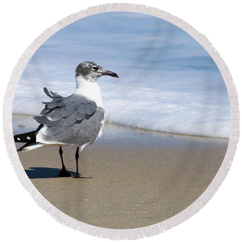 Birds Round Beach Towel featuring the photograph Laughing Gull by David Lee