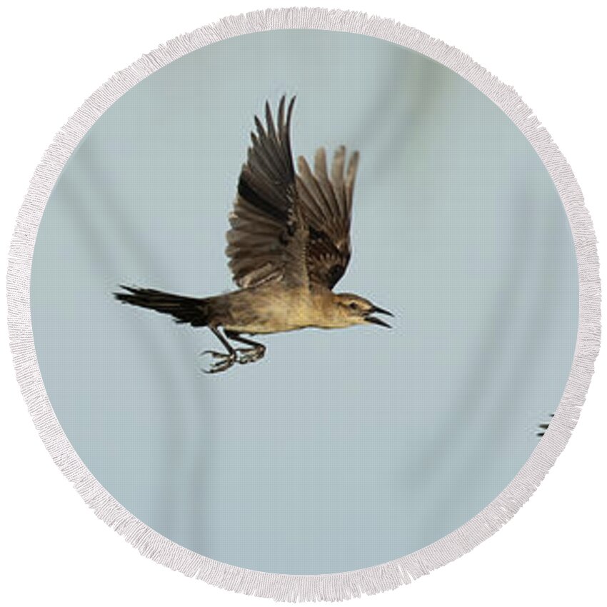 Boat-tailed Grackle Round Beach Towel featuring the photograph Launch Sequence by RD Allen