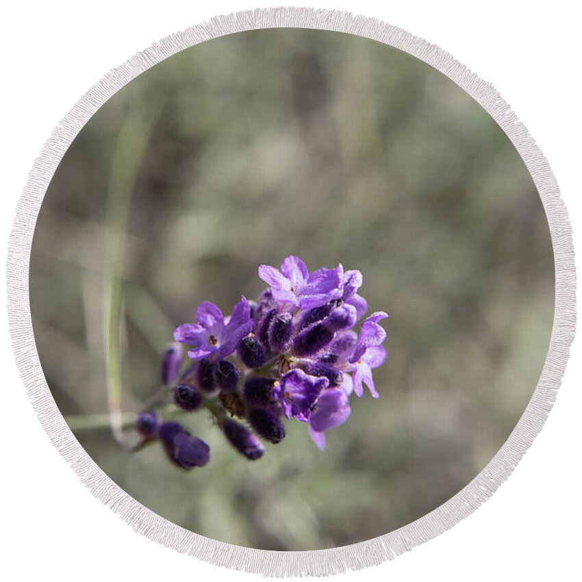 Flower Round Beach Towel featuring the photograph Lavender Blossom by Phil Welsher