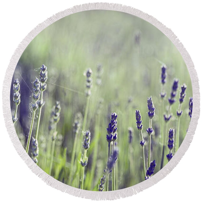 Lavender Round Beach Towel featuring the photograph Lavender flower in field by Jelena Jovanovic
