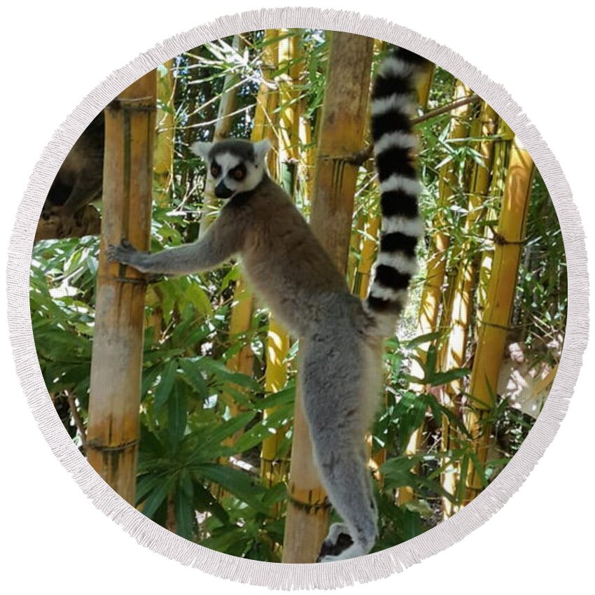 All Round Beach Towel featuring the digital art Lemur in Madagascar 1 KN33 by Art Inspirity