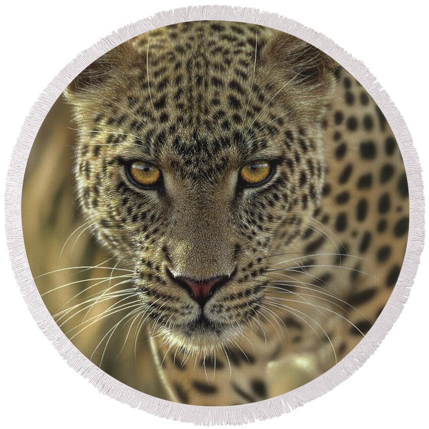 Leopard Art Round Beach Towel featuring the painting Leopard - On the Prowl by Collin Bogle