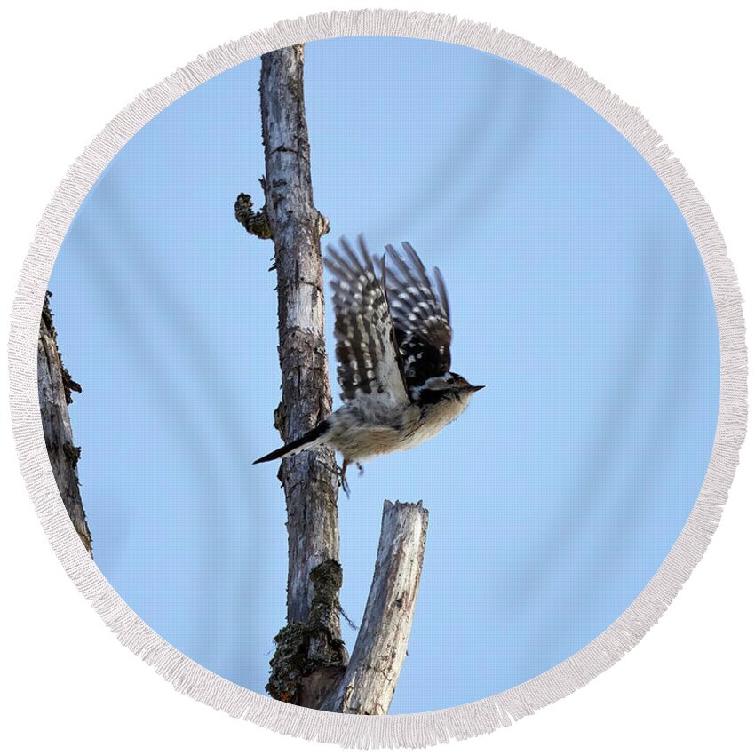Dendrocopos Minor Round Beach Towel featuring the photograph Let's go my friend. Lesser spotted woodpecker by Jouko Lehto