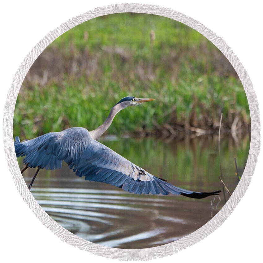 Great Blue Heron Round Beach Towel featuring the photograph Lifting off by David Waldrop