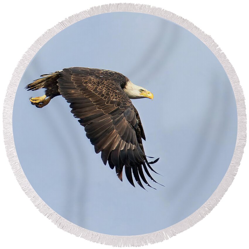 Eagle Round Beach Towel featuring the photograph Liftoff Glide by Art Cole