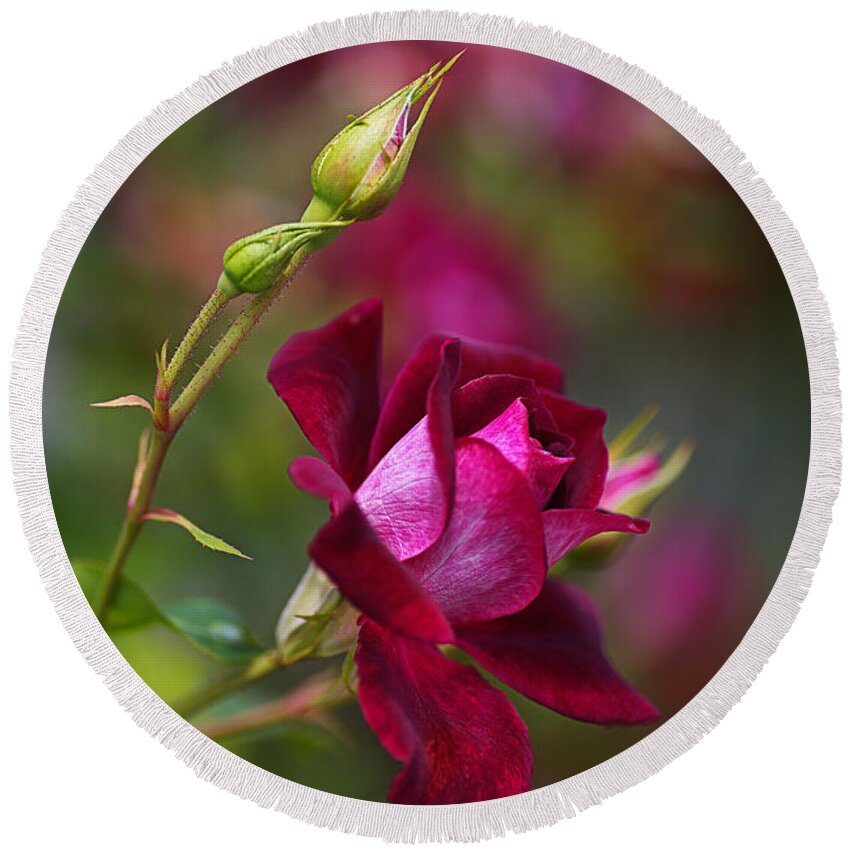 Rose Round Beach Towel featuring the photograph Like Velvet Rose by Joy Watson