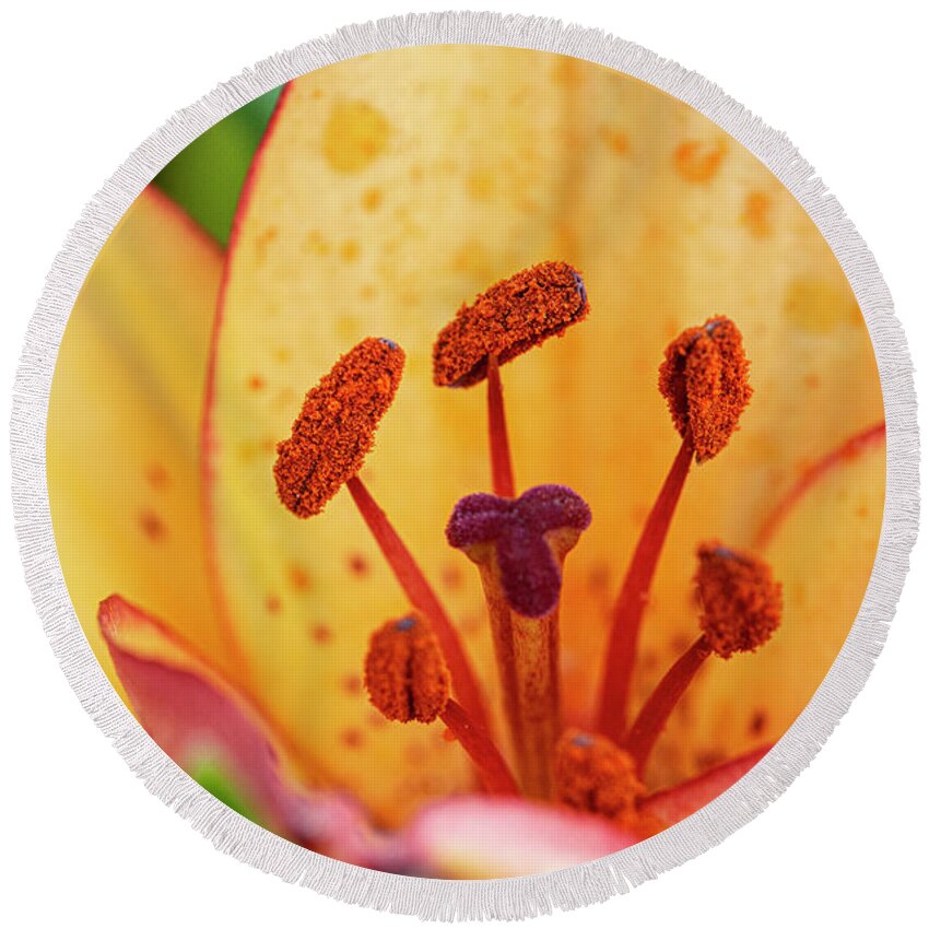 Lily Round Beach Towel featuring the photograph Lily macro by Gareth Parkes