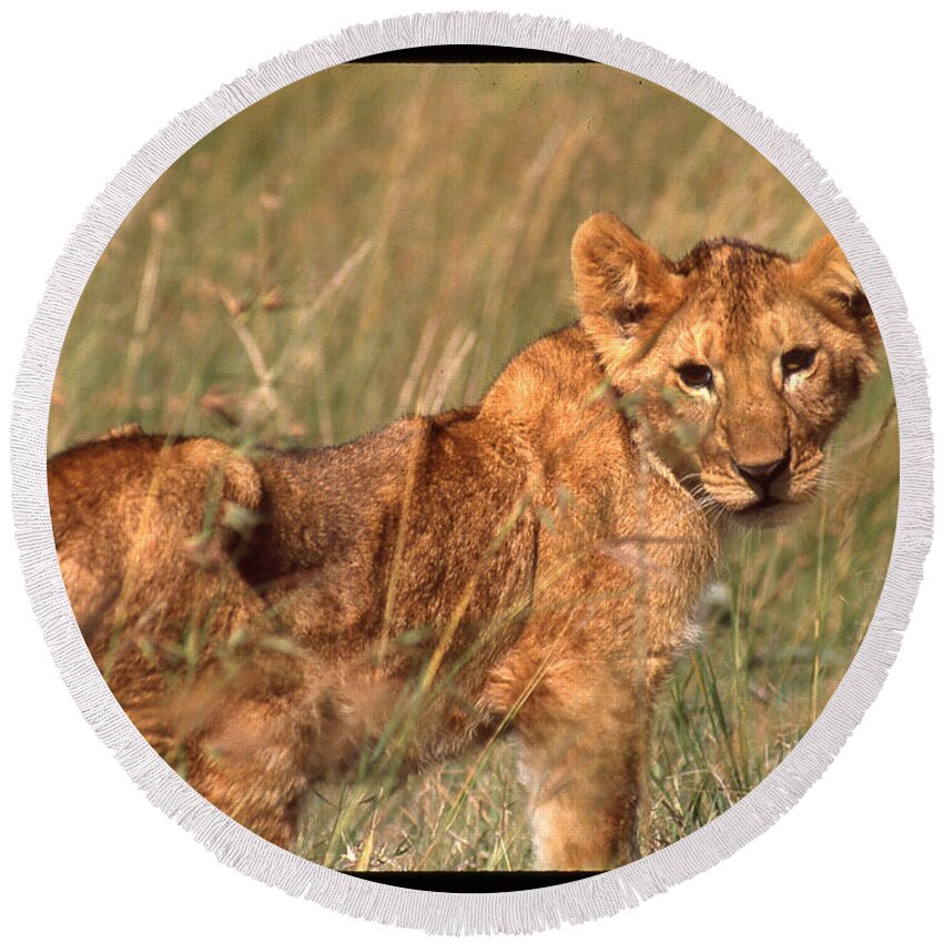Africa Round Beach Towel featuring the photograph Lion Cub Looking at Photographer by Russel Considine