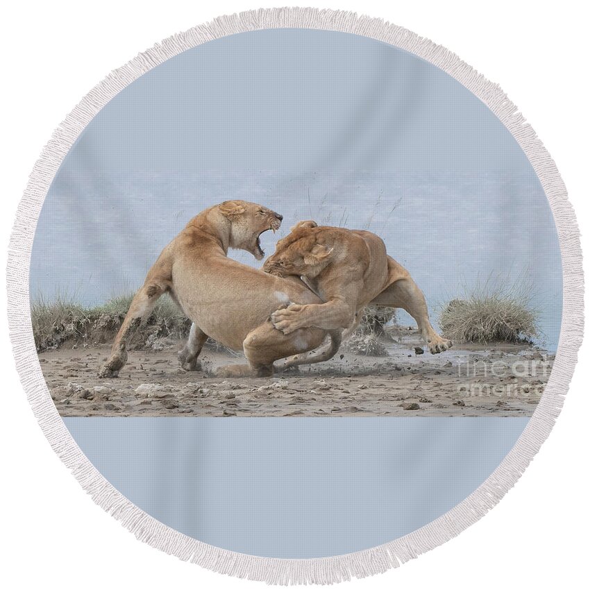 Lion Round Beach Towel featuring the photograph Lion Fight by Patrick Nowotny