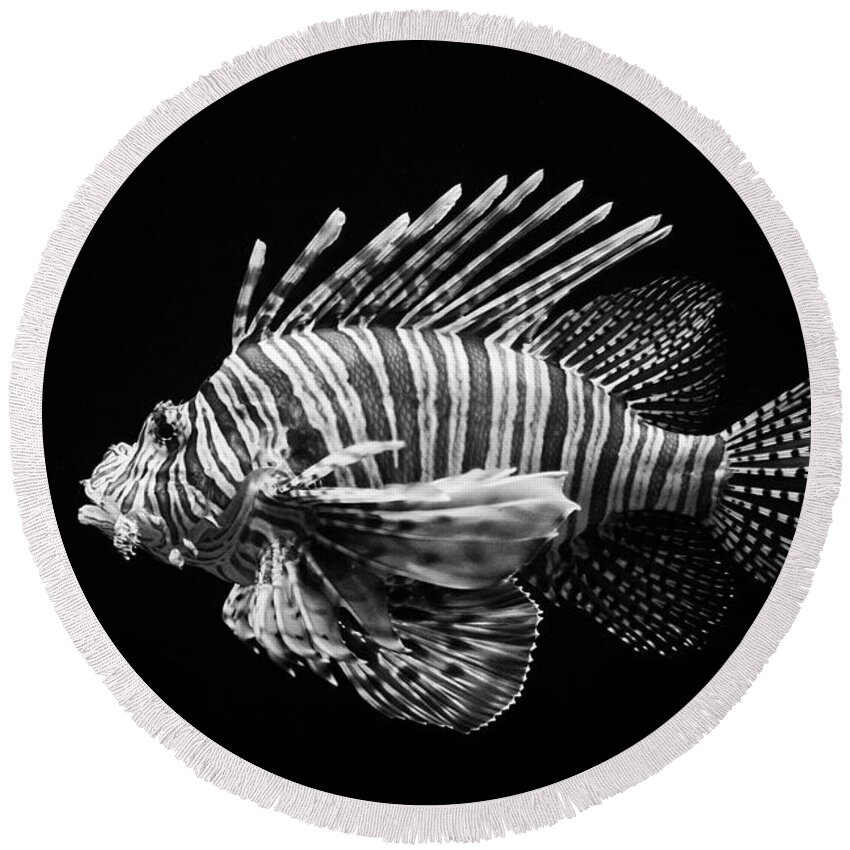 Craig Lovell Round Beach Towel featuring the photograph Lion Fish by Craig Lovell