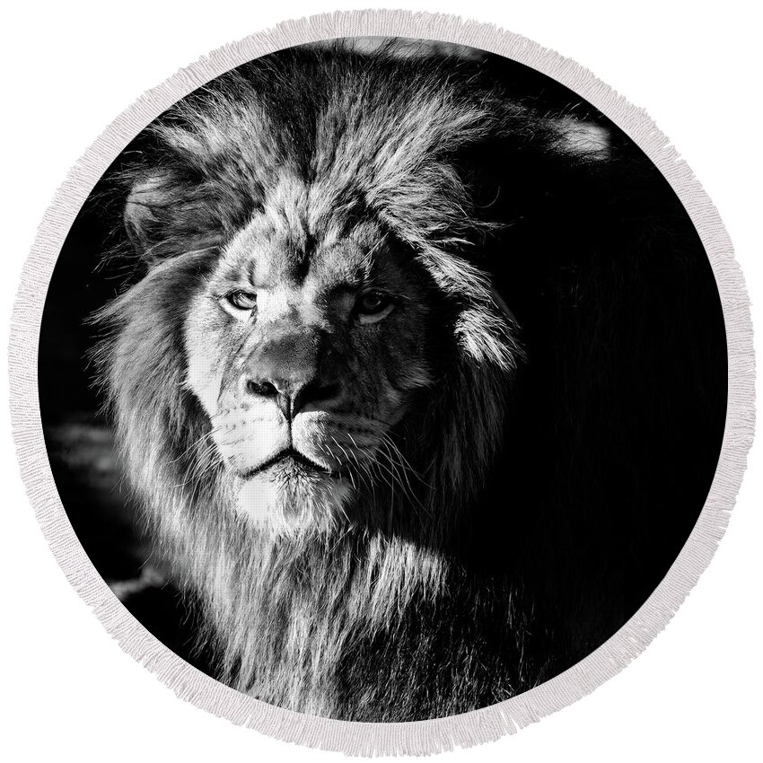 Lion Round Beach Towel featuring the photograph Lion portrait BW by Flees Photos
