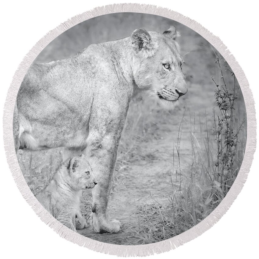 Lions Black And White Round Beach Towel featuring the photograph Lioness and Cub Near Kruger National Park, on the Sabi Sands Reserve by Rebecca Herranen