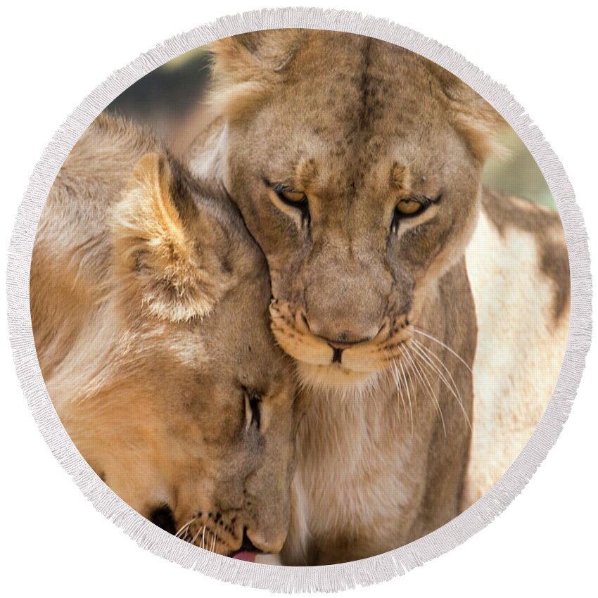 Lion Round Beach Towel featuring the photograph Lioness with cub by Sheila Smart Fine Art Photography