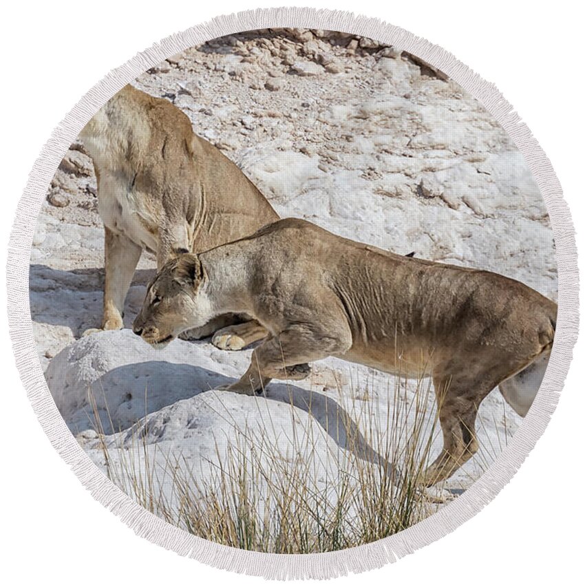 Lion Round Beach Towel featuring the photograph Lions Watching Prey, No. 1 by Belinda Greb