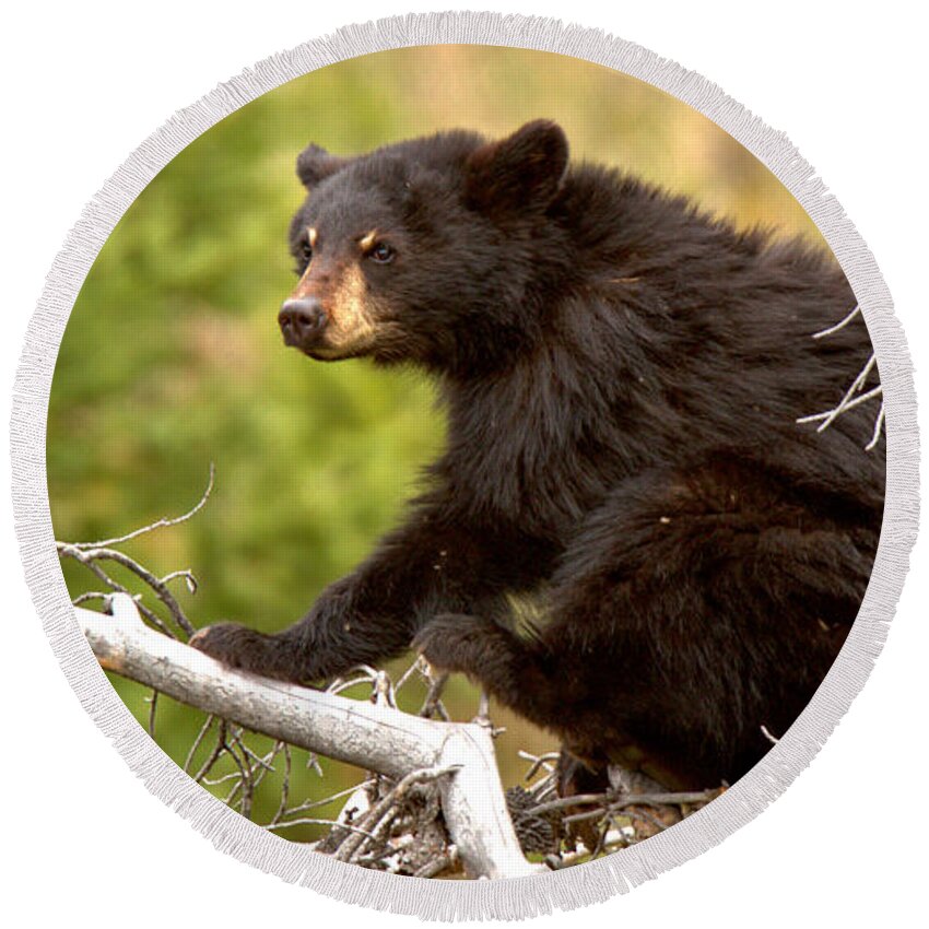 Black Bears Round Beach Towel featuring the photograph Listening In The Tree Tops Crop by Adam Jewell