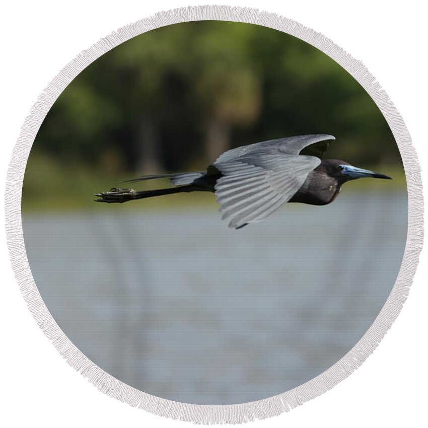 Blue Heron Round Beach Towel featuring the photograph Little Blue Heron in Flight by Mingming Jiang