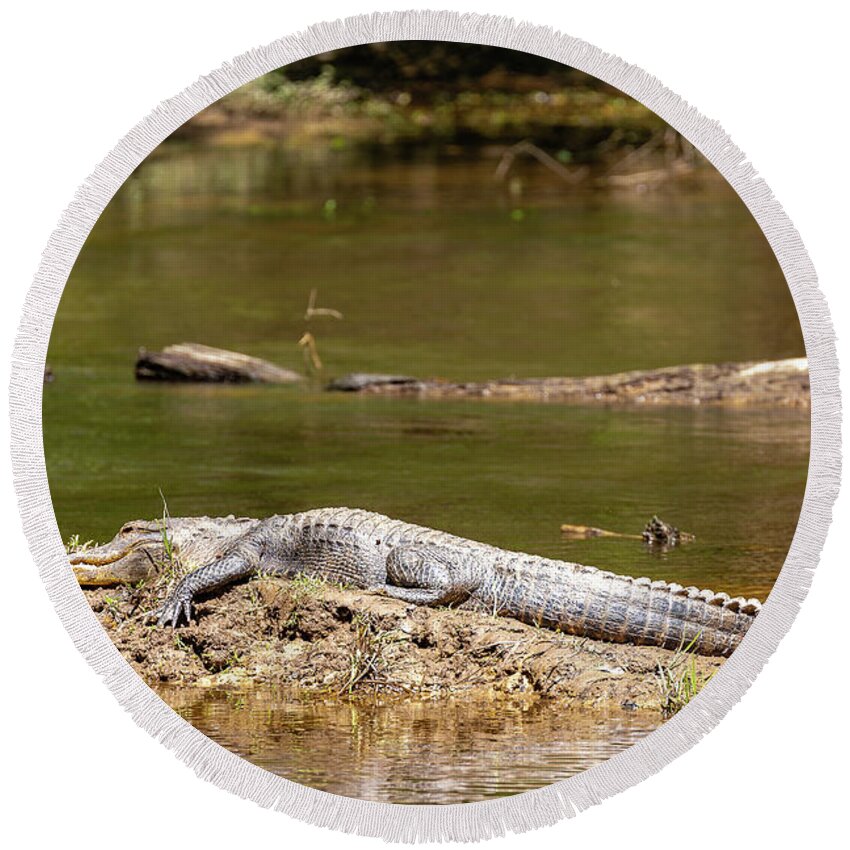 2020 Round Beach Towel featuring the photograph Little Gator - Congaree Creek by Charles Hite