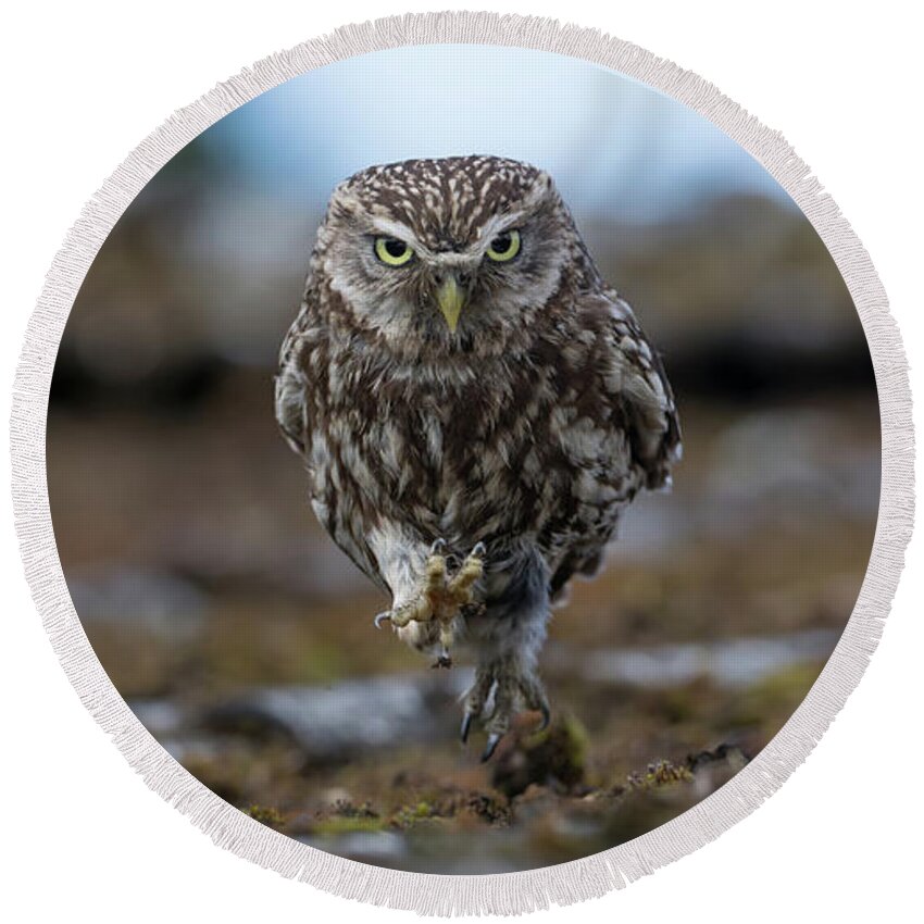 Little Round Beach Towel featuring the photograph Little Owl On The Run by Pete Walkden