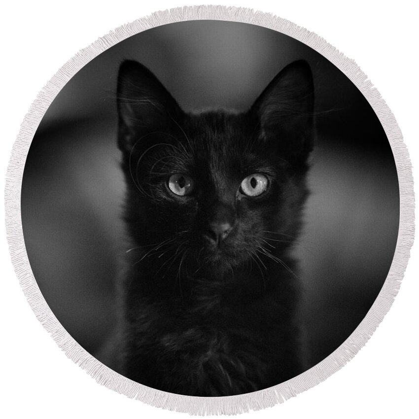 Cat Round Beach Towel featuring the photograph Loki by DArcy Evans