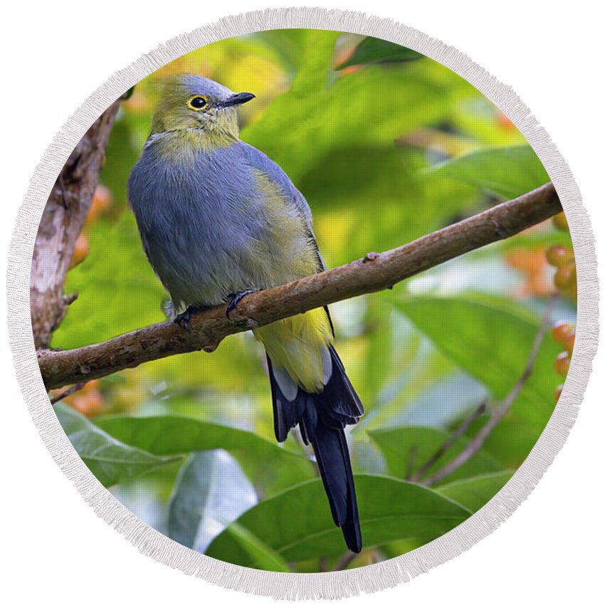 Gary Johnson Round Beach Towel featuring the photograph Long-Tailed Silky-Flycatcher by Gary Johnson