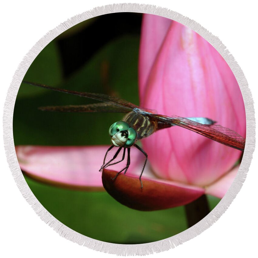Dragonfly Round Beach Towel featuring the photograph Look of a Dragonfly by Melissa Southern