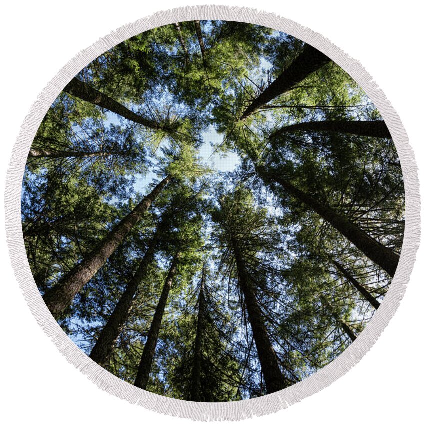 Forests Round Beach Towel featuring the photograph Looking Up by Steven Clark