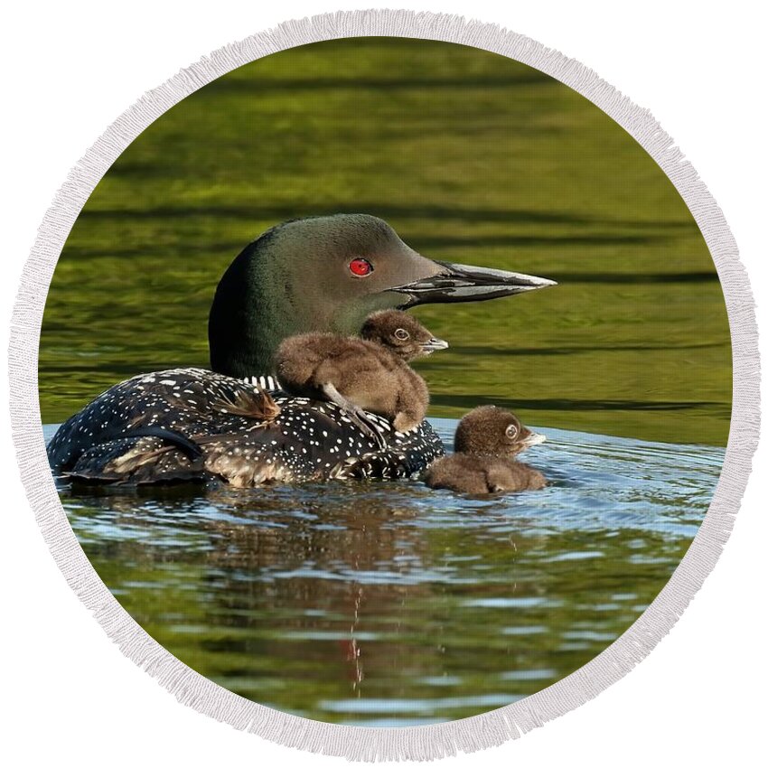 Loon Round Beach Towel featuring the photograph Loon mom and her babies by Heather King