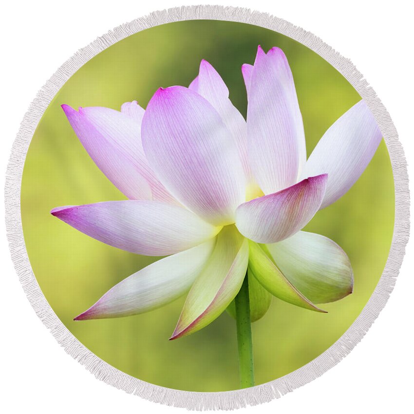 Flower Round Beach Towel featuring the photograph Lotus Halo by Art Cole