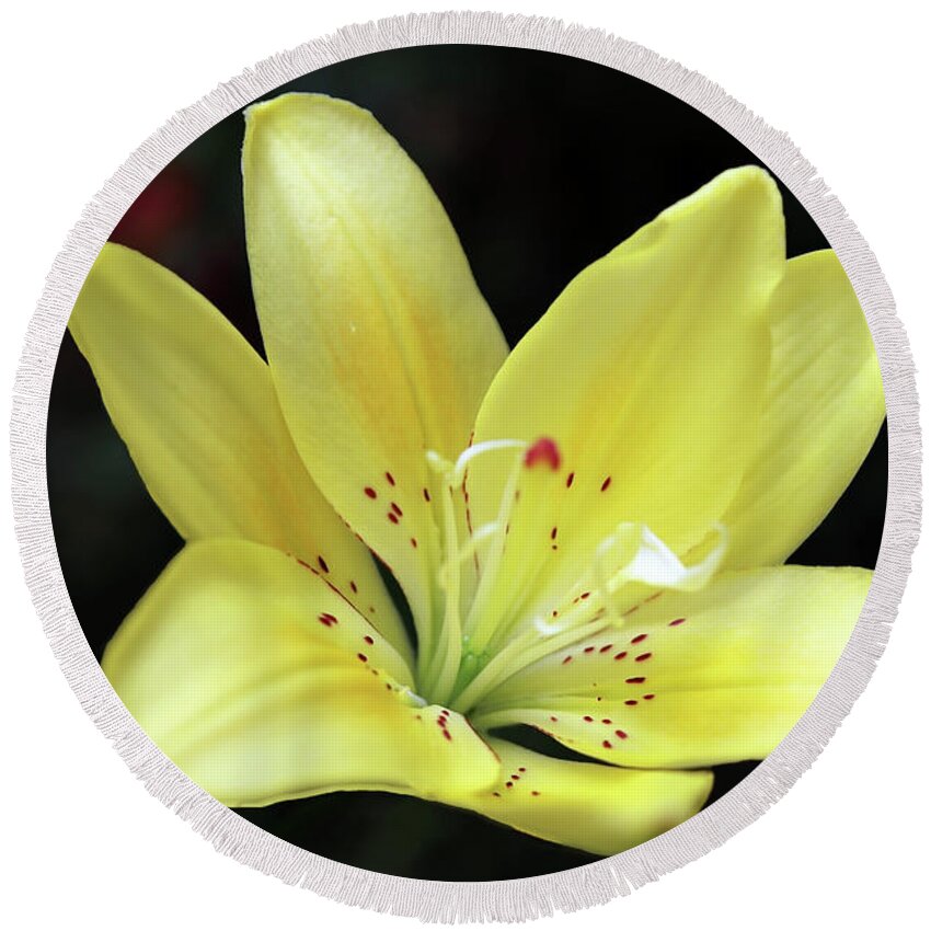 Lily Round Beach Towel featuring the photograph Lovely Yellow Garden Lily Closeup by Johanna Hurmerinta