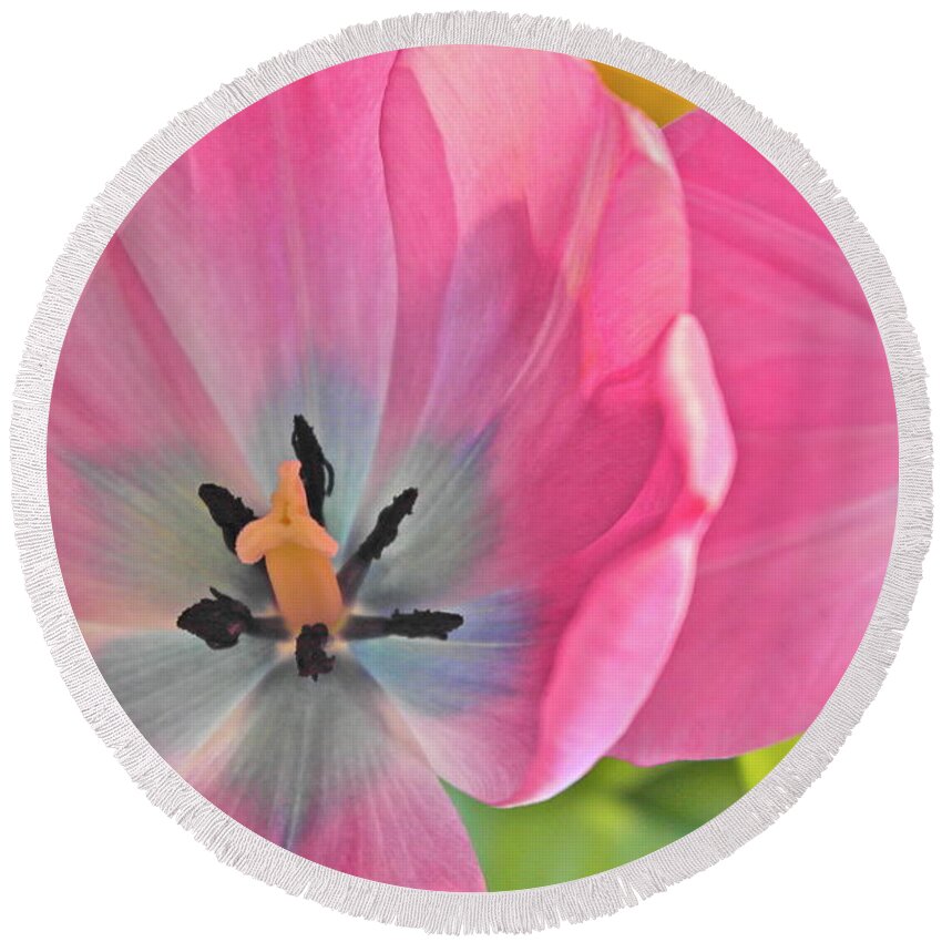 Tulips Round Beach Towel featuring the photograph Luminous Tulips by Michele Myers