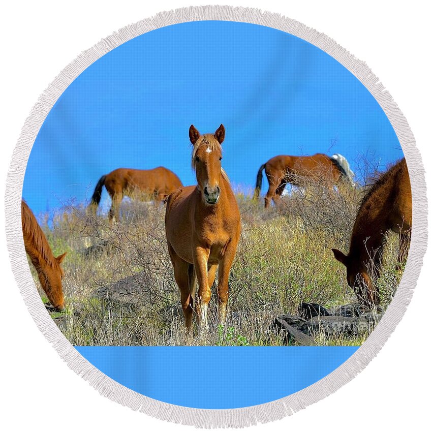 Salt River Wild Horses Round Beach Towel featuring the digital art Lunch Time by Tammy Keyes