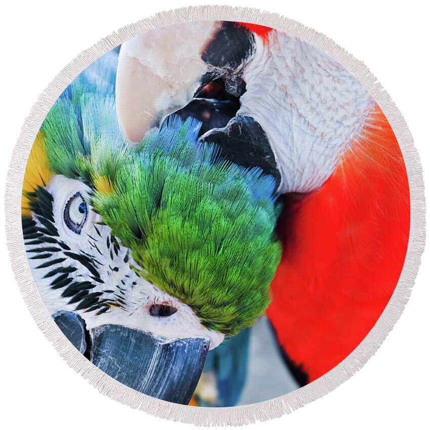 Free Flight Round Beach Towel featuring the photograph Macaw Lovers by Kyle Hanson