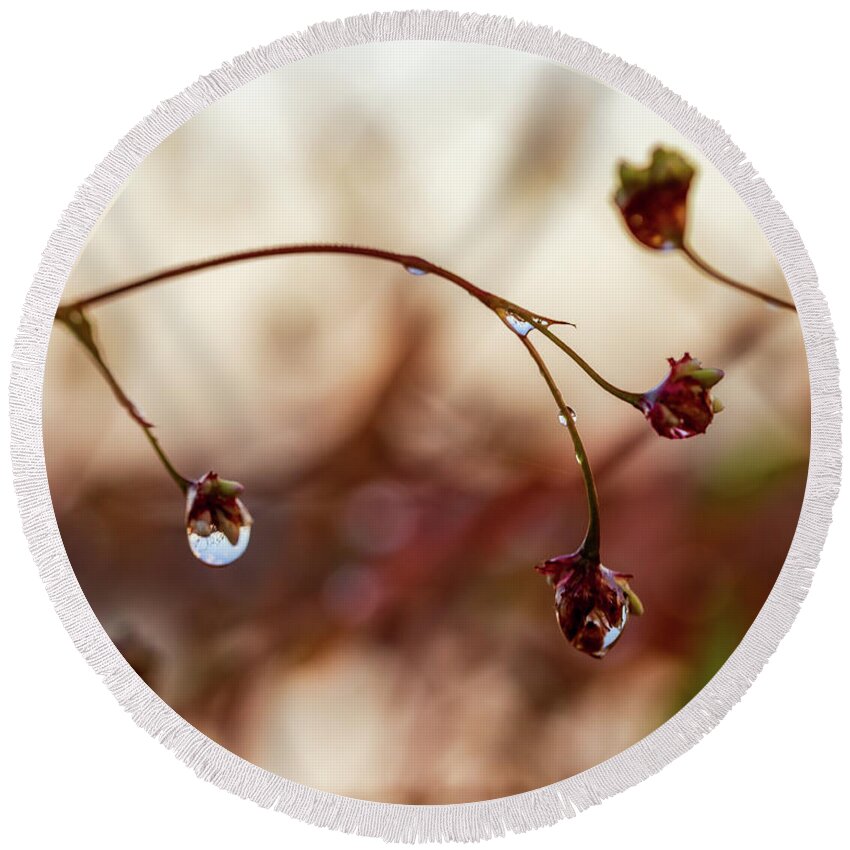 Plants Round Beach Towel featuring the photograph Macro Photography - After The Rain by Amelia Pearn