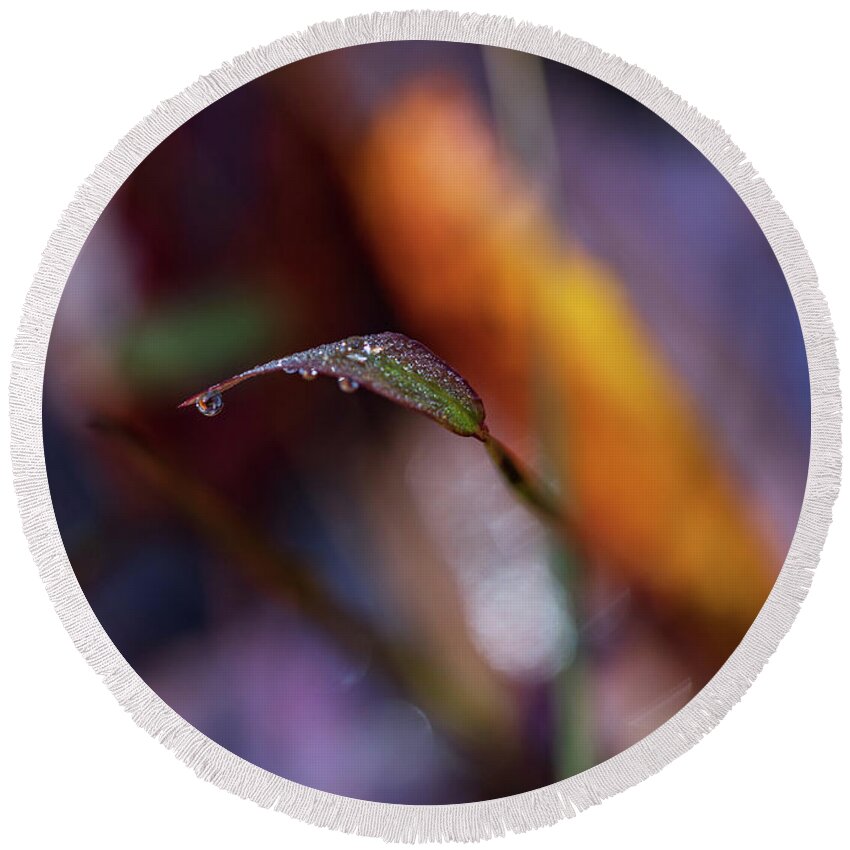 Fall Round Beach Towel featuring the photograph Macro Photography - Fall Foliage by Amelia Pearn