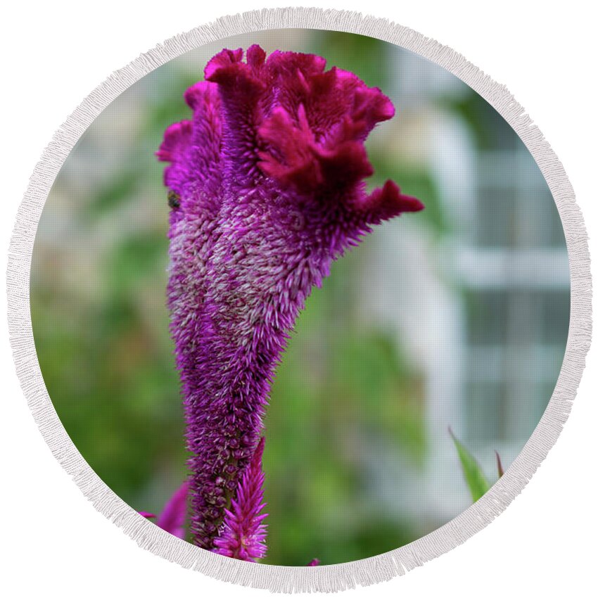 Celosia Round Beach Towel featuring the photograph Magenta Celosia Flowers by Lisa Blake