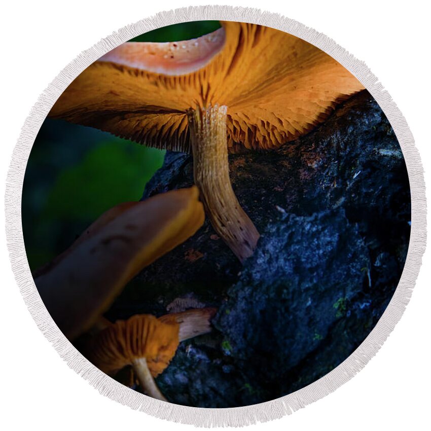 Mushrooms Round Beach Towel featuring the photograph Magic Mushrooms by Mark Andrew Thomas