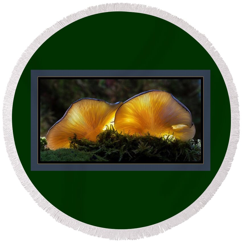 Mushrooms Round Beach Towel featuring the photograph Magnificent Mushrooms by Nancy Ayanna Wyatt