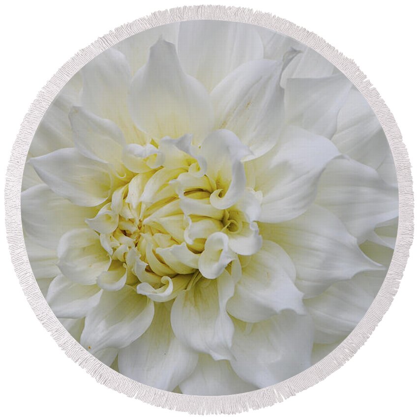 British Columbia Round Beach Towel featuring the photograph Magnificent White Dahlia by Nancy Gleason