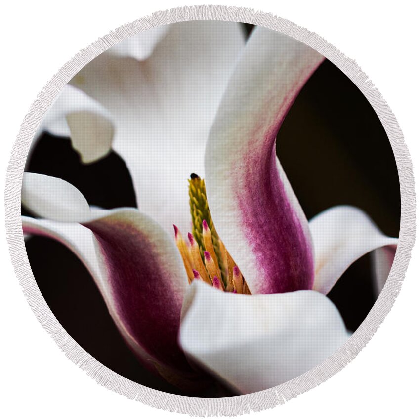 Magnolia Round Beach Towel featuring the photograph Magnolia Bloom by Carrie Hannigan