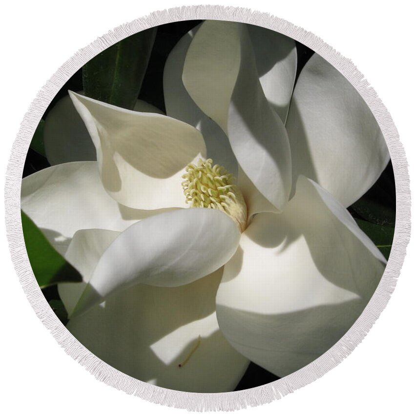 Magnolia Round Beach Towel featuring the photograph Magnolia Grandiflora in Raleigh, North Carolina by Catherine Ludwig Donleycott