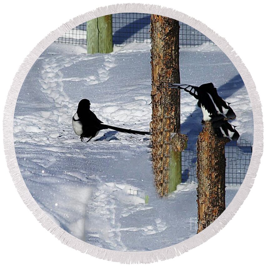 Magpies At Play Round Beach Towel featuring the photograph Magpies At Play by Philip And Robbie Bracco