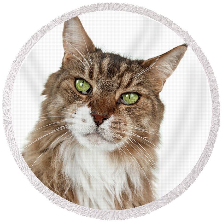 Cat Round Beach Towel featuring the photograph Maine Coon Joy by Renee Spade Photography