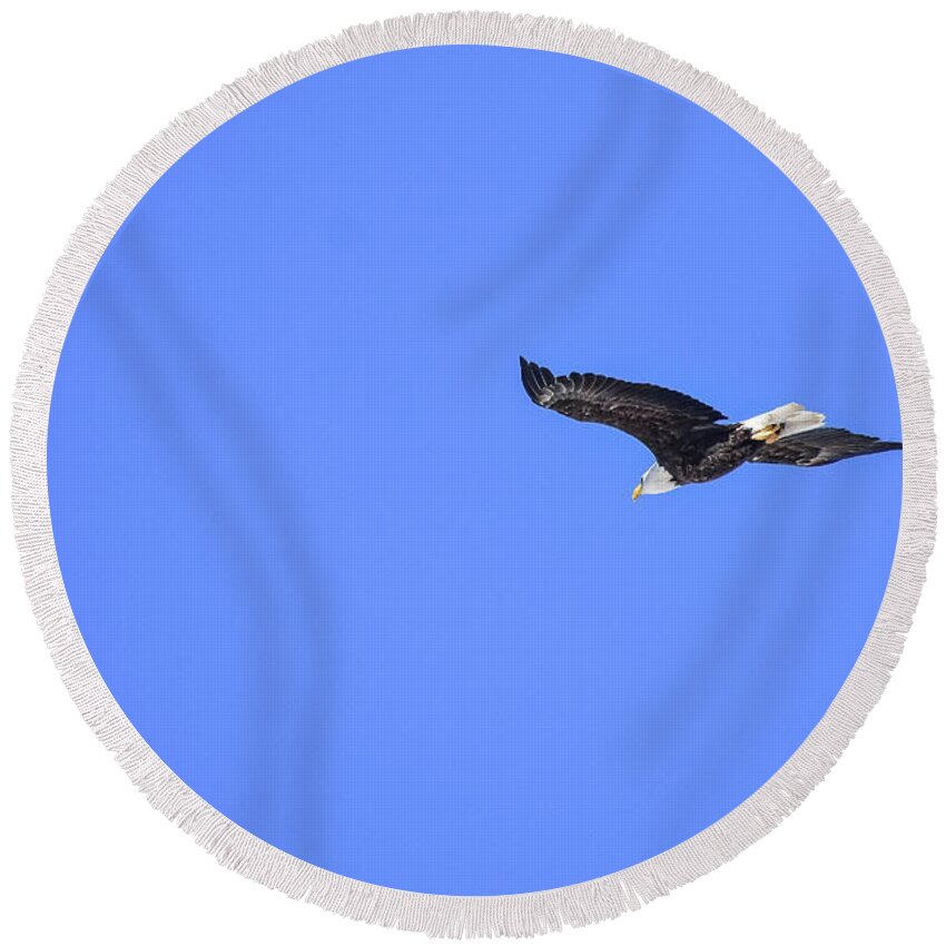 Bird Round Beach Towel featuring the photograph Majestic flight by Ed Stokes