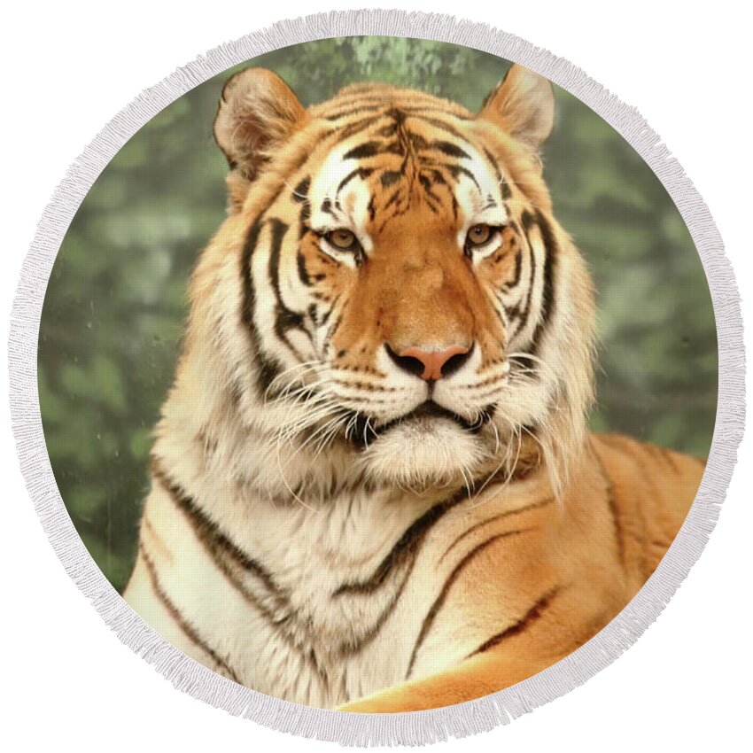 Tiger Round Beach Towel featuring the photograph Majestic by Lens Art Photography By Larry Trager