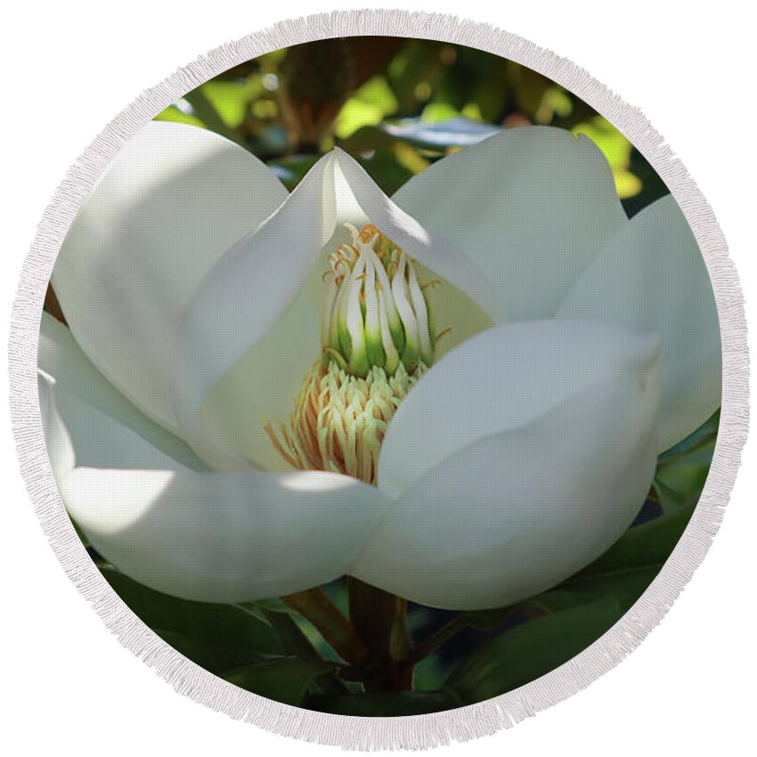 Majestic Round Beach Towel featuring the photograph Majestic Magnolia Opening by D Lee