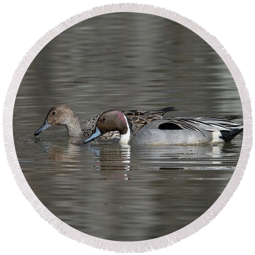 Nature Round Beach Towel featuring the photograph Male and Female Northern Pintails DWF0217 by Gerry Gantt
