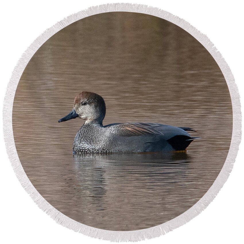 Nature Round Beach Towel featuring the photograph Male Common Gadwall DWF0225 by Gerry Gantt
